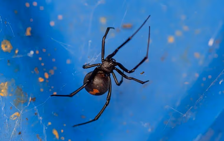 A black widow spider making a web
