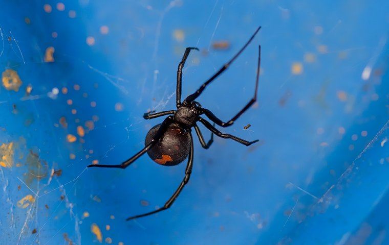 A black widow spider making a web