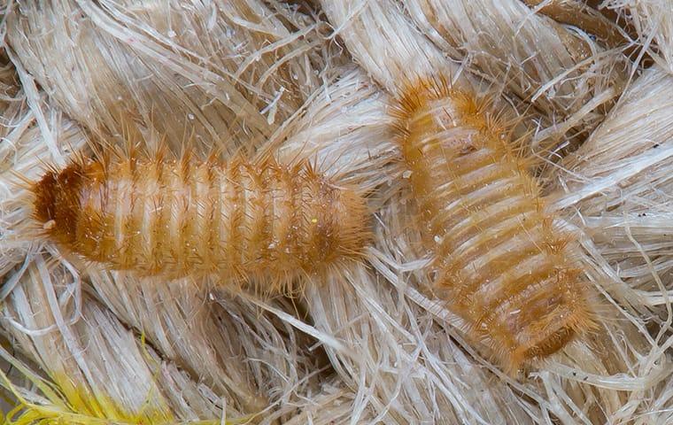 Carpet beetle larvae on a rug