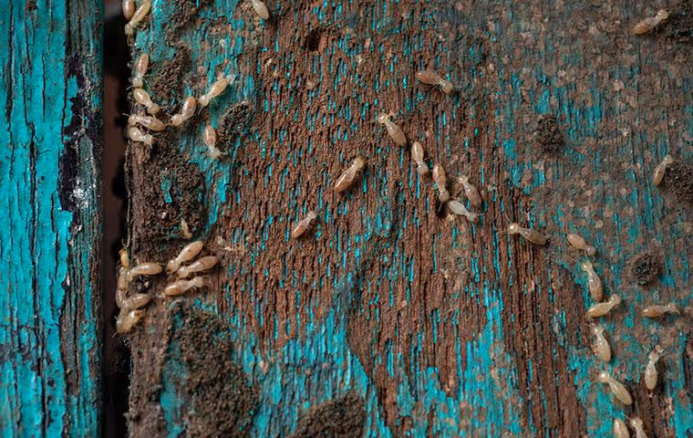 Termites eating blue wall
