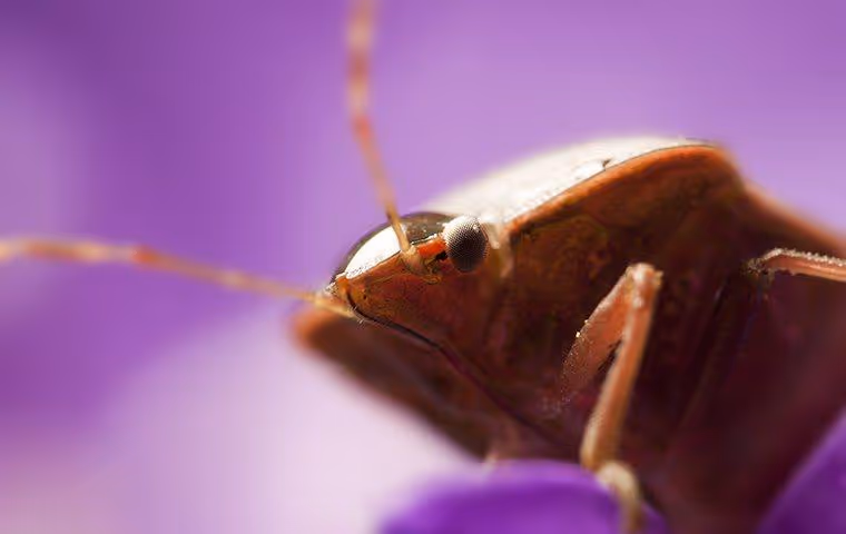 Bed bug on sheets