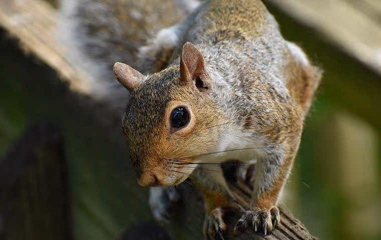 Squirrel on branch looking at camera