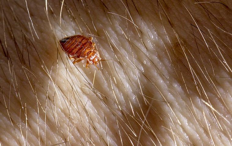 Bed bug crawling on skin