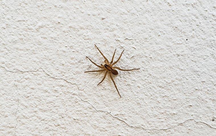 A common house spider crawling on a wall