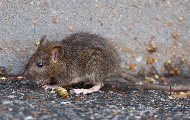Baby rat outside home