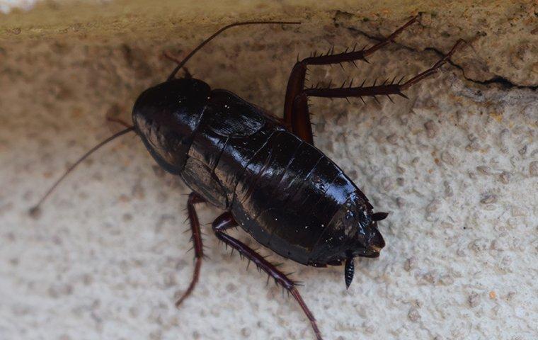 An oriental cockroach crawling in a kitchen