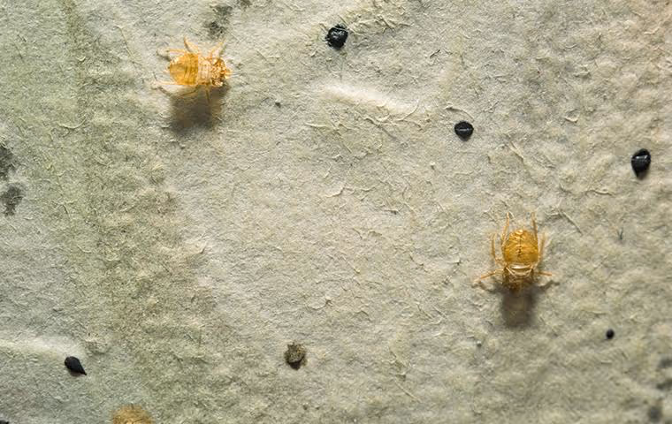 Bed bugs on box spring