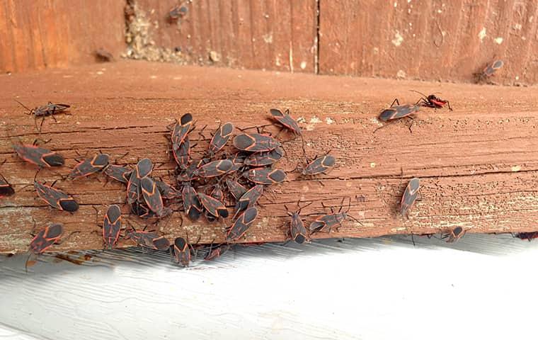 Box elder bugs looking for shelter