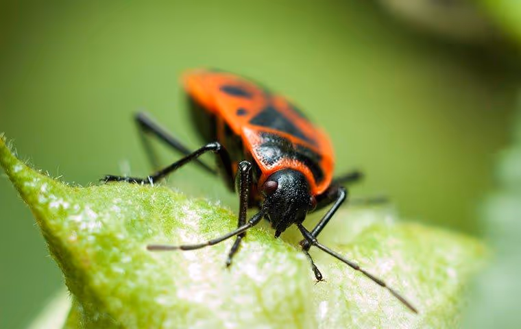 Box elder bug on a leaf