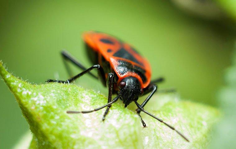 Box elder bug on a leaf