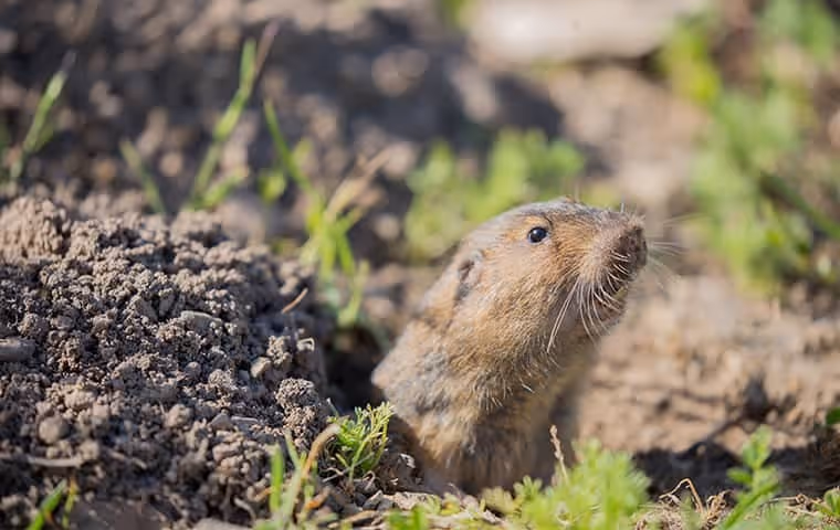 Gopher in a hole