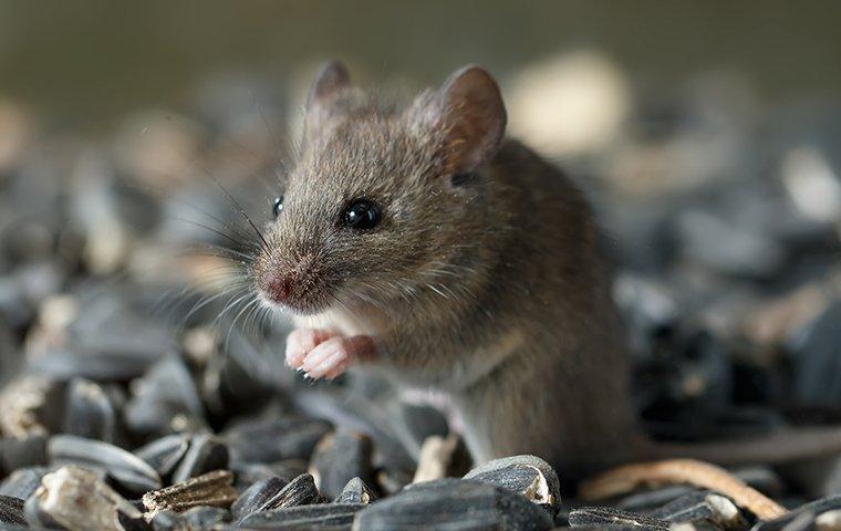 A mouse chewing seeds