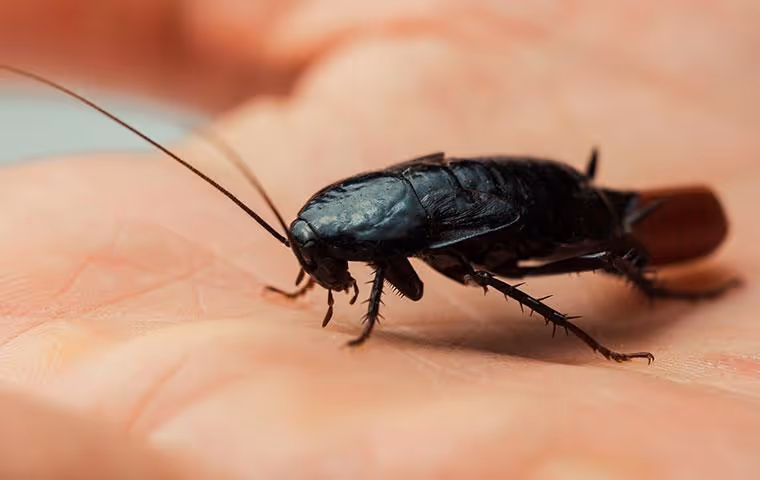 Oriental cockroach in hand