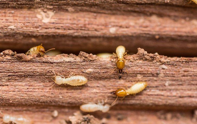 Termites destroying wood and chewing through a structure