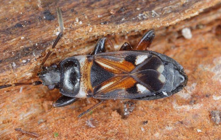 Elm Seed Beetle on wood.