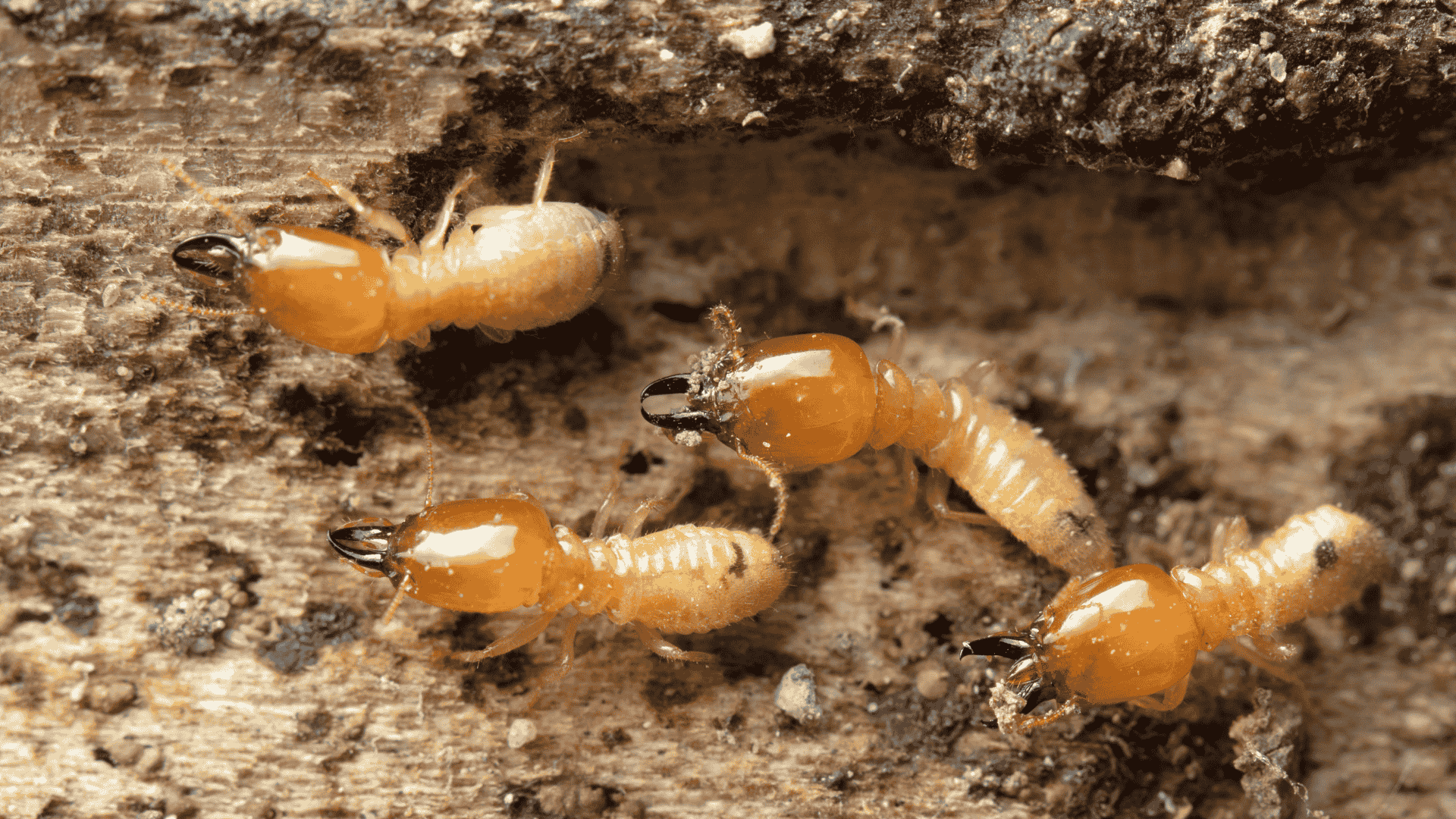 termites in salt lake city