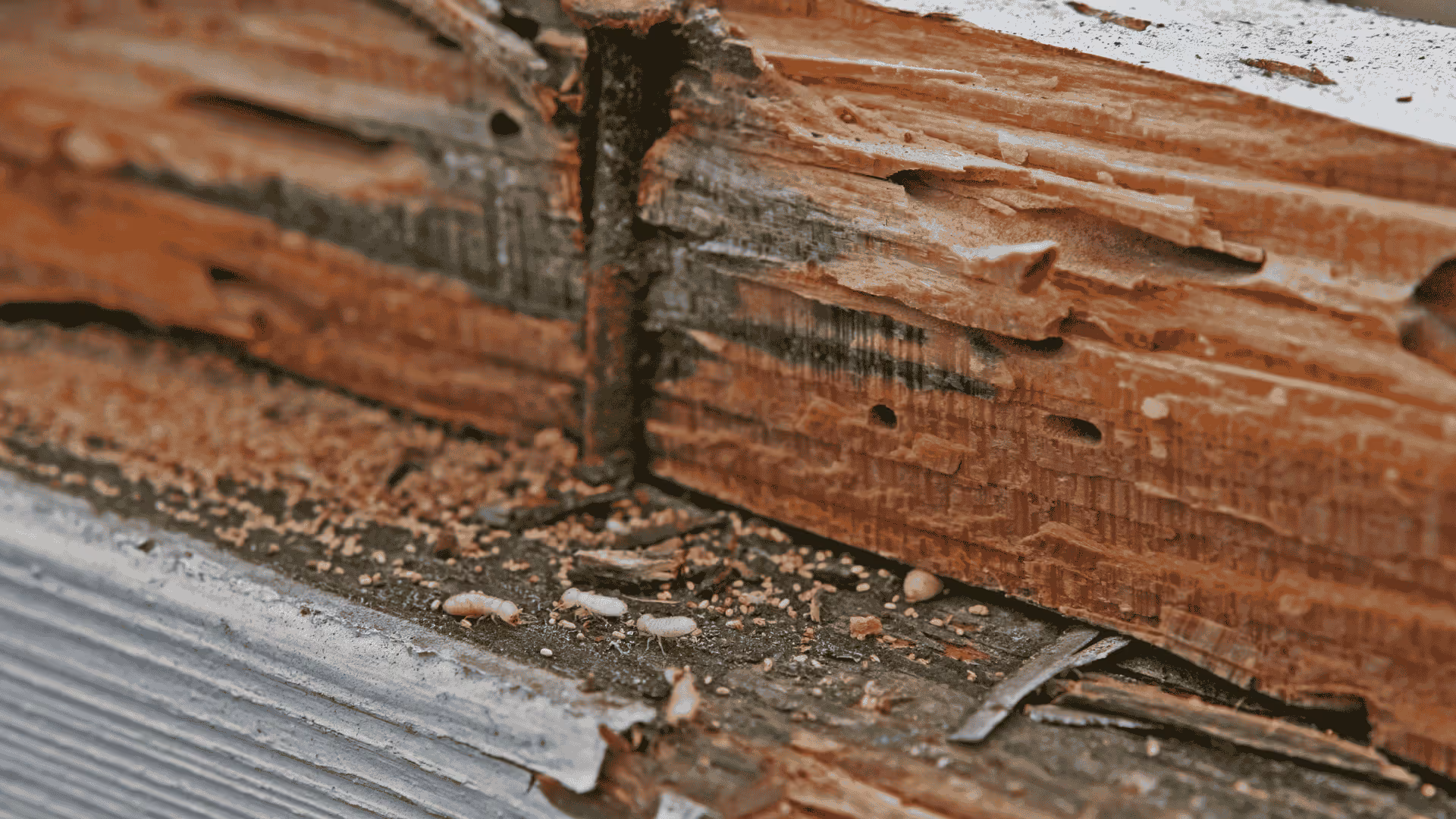 termite damage in salt lake city