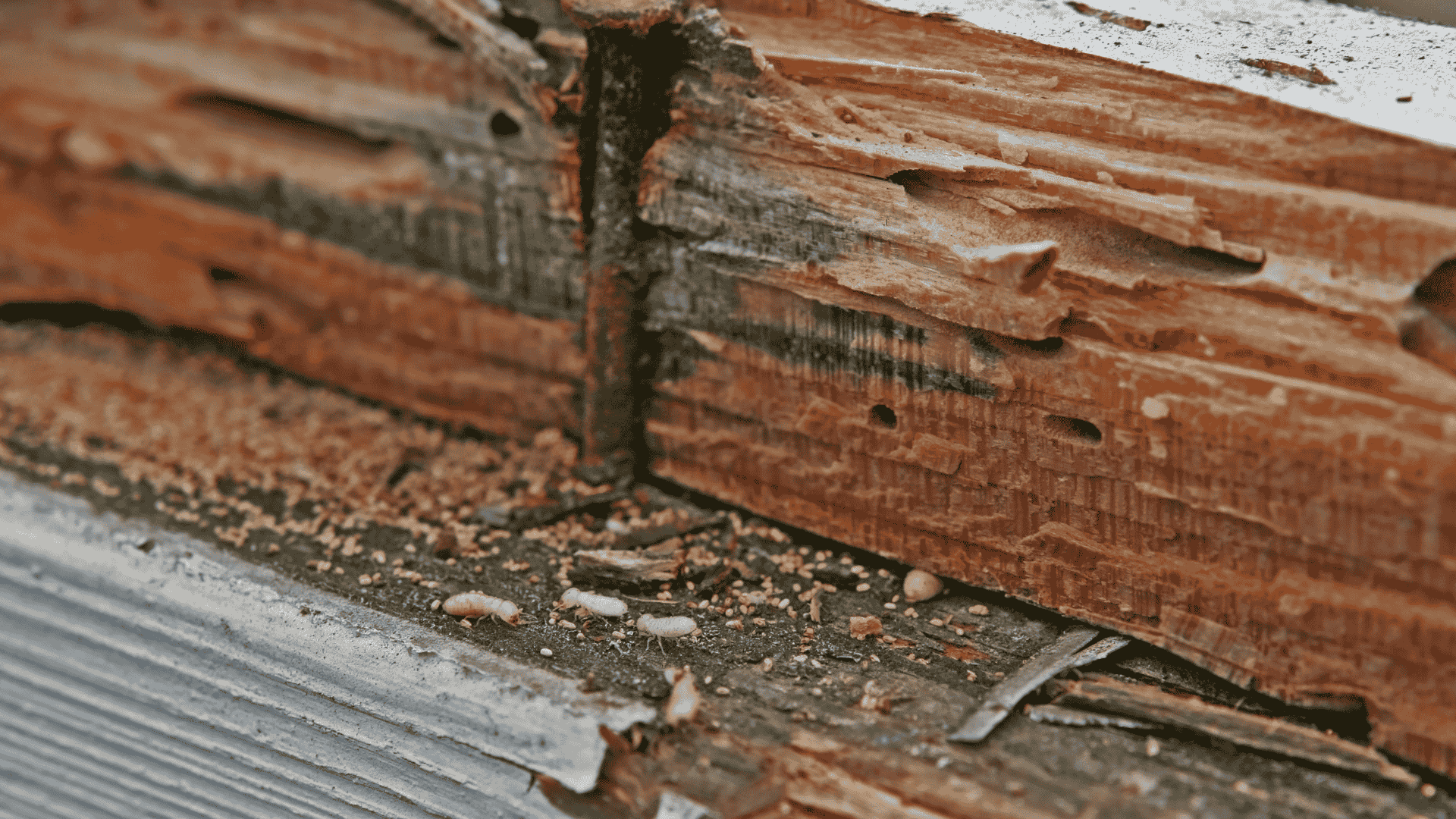 termite damage in salt lake city