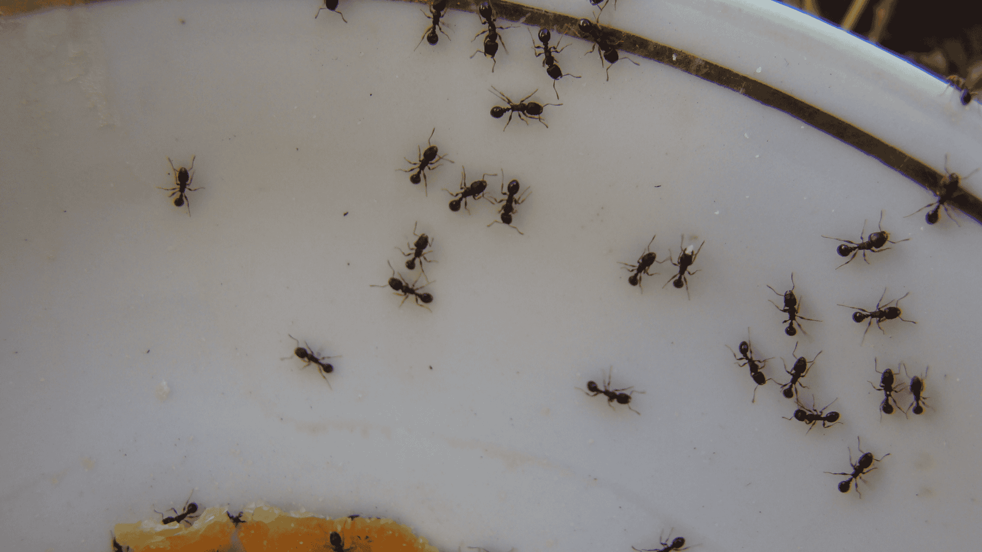 ants on plate of food