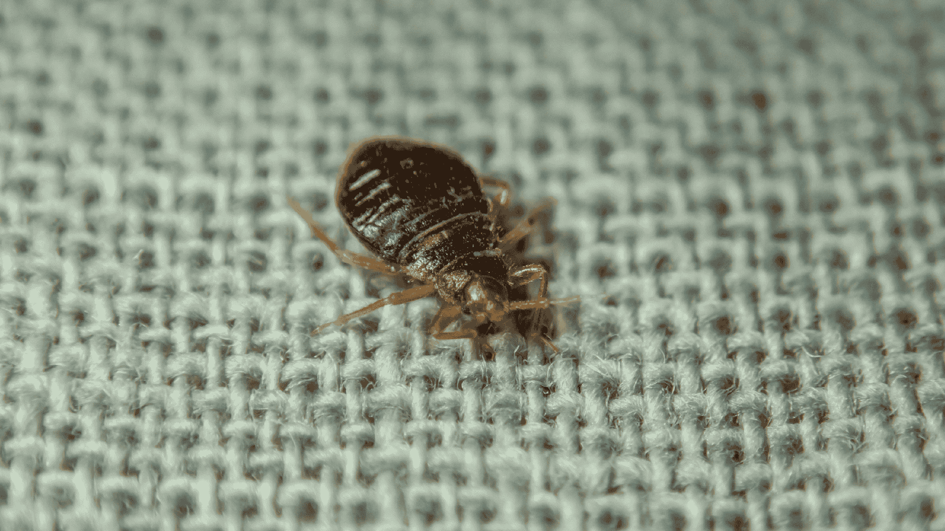 bed bug on mattress