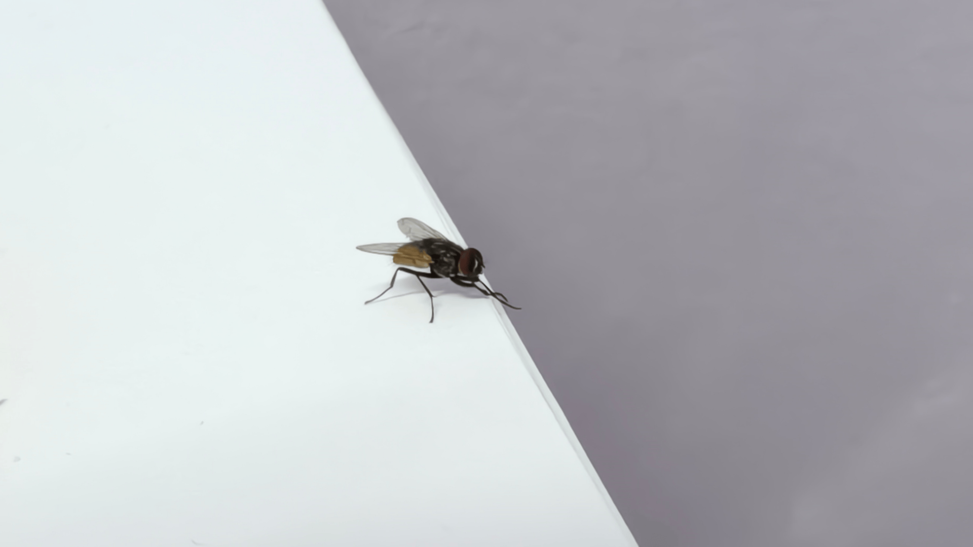 fly on wall
