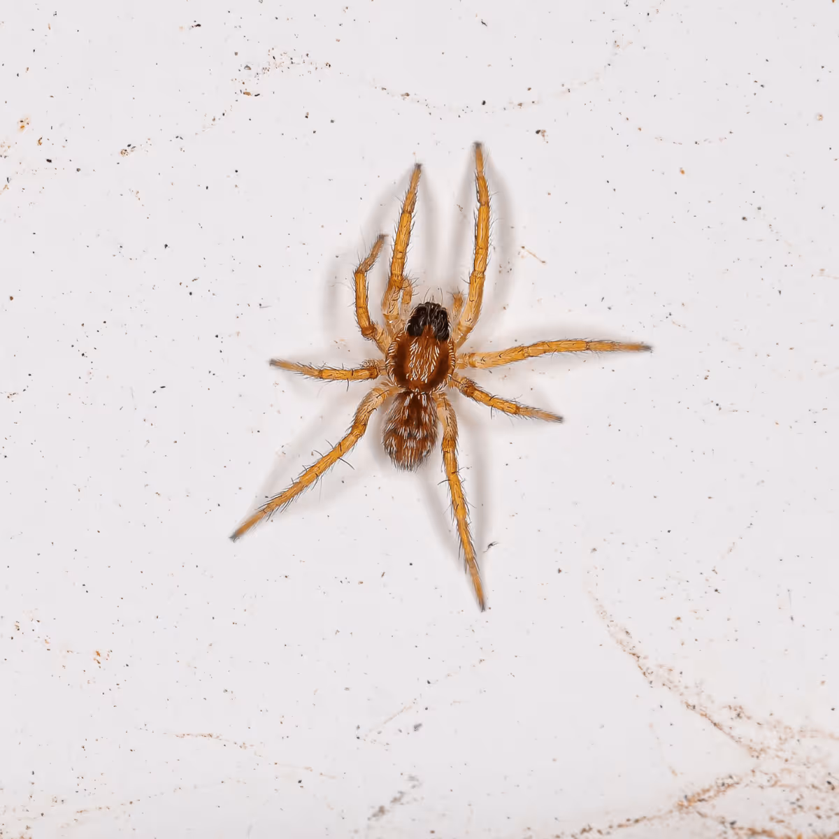 Wolf Spider crawling on the ground outdoors.