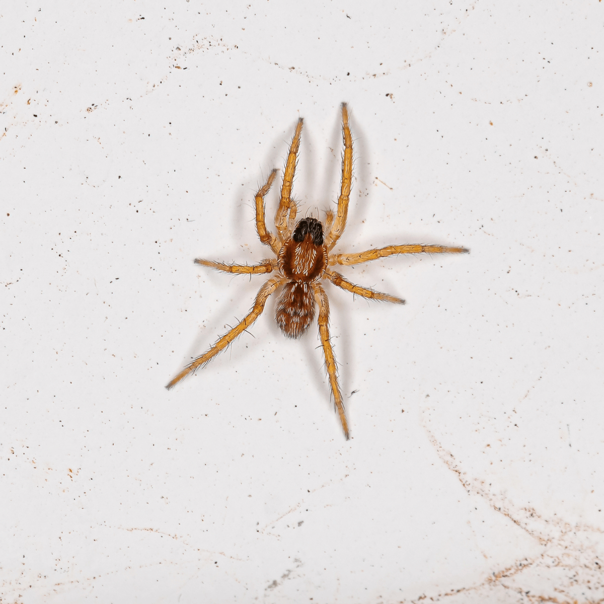 Wolf Spider crawling on the ground outdoors.