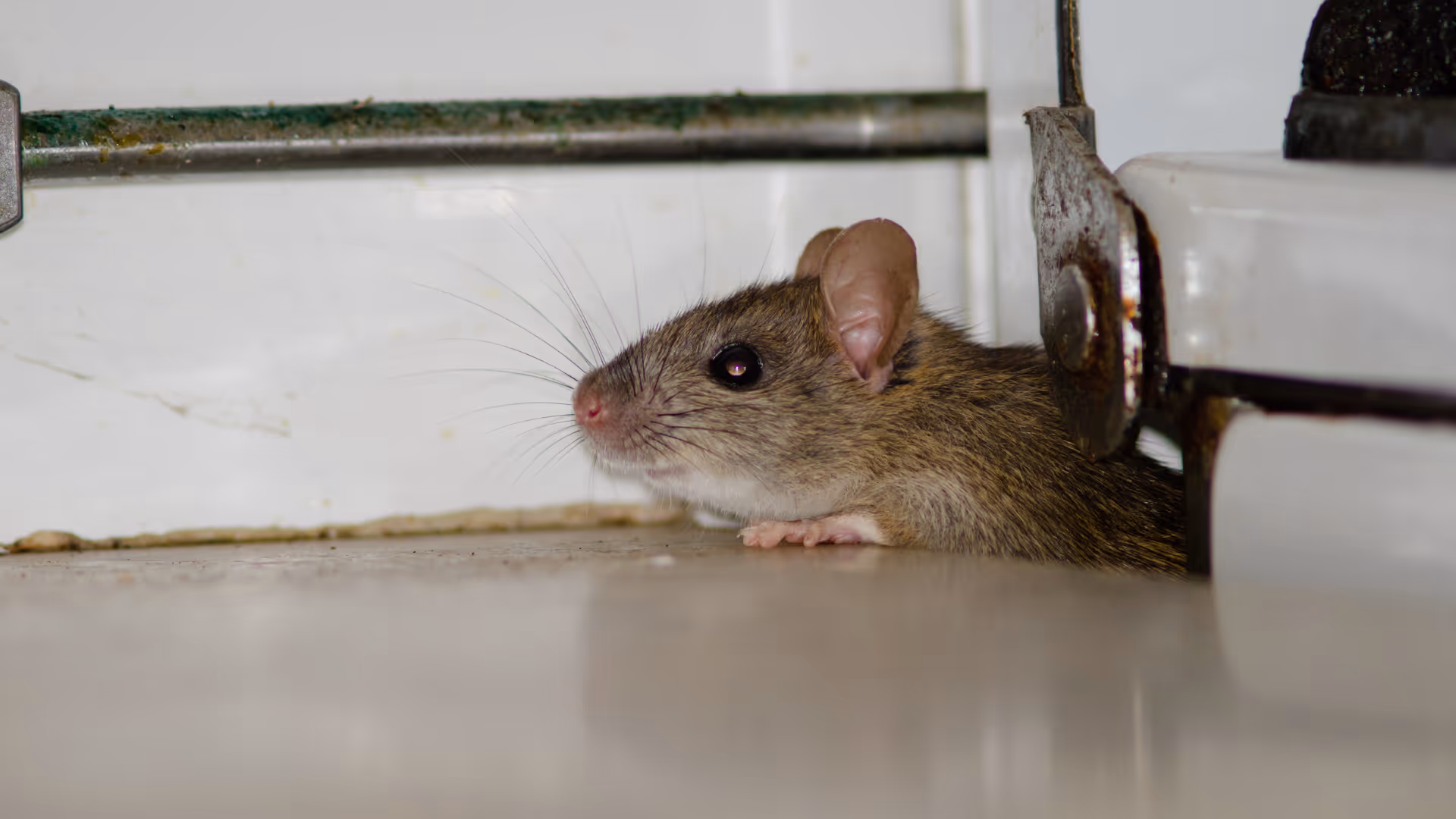 Mouse on a corner.