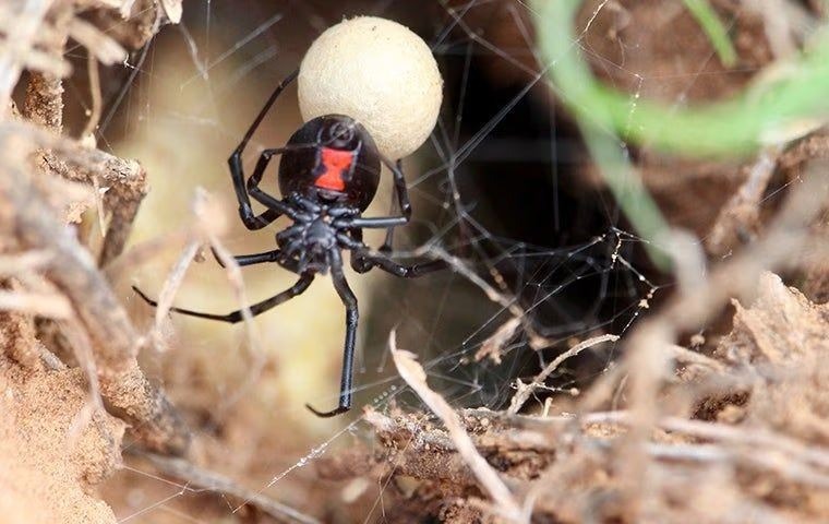 black widow spider