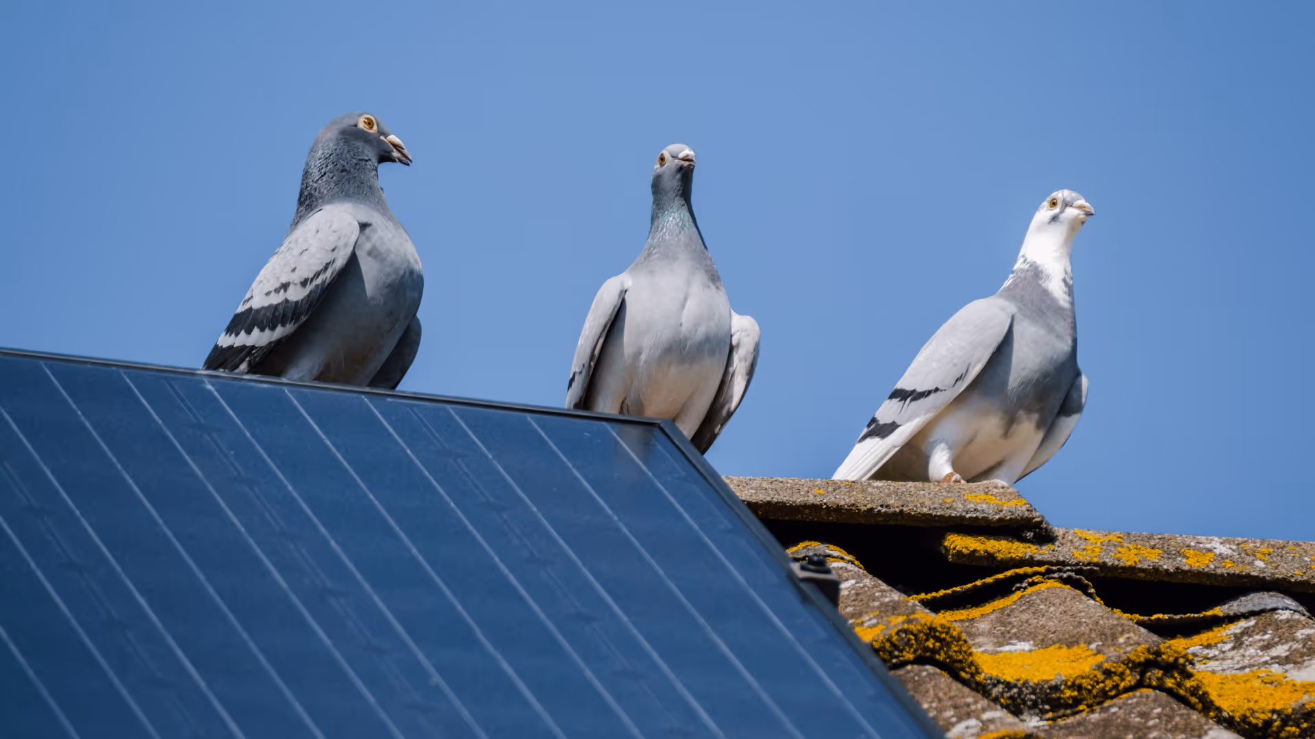 pigeons nesting on solar panels on home roof