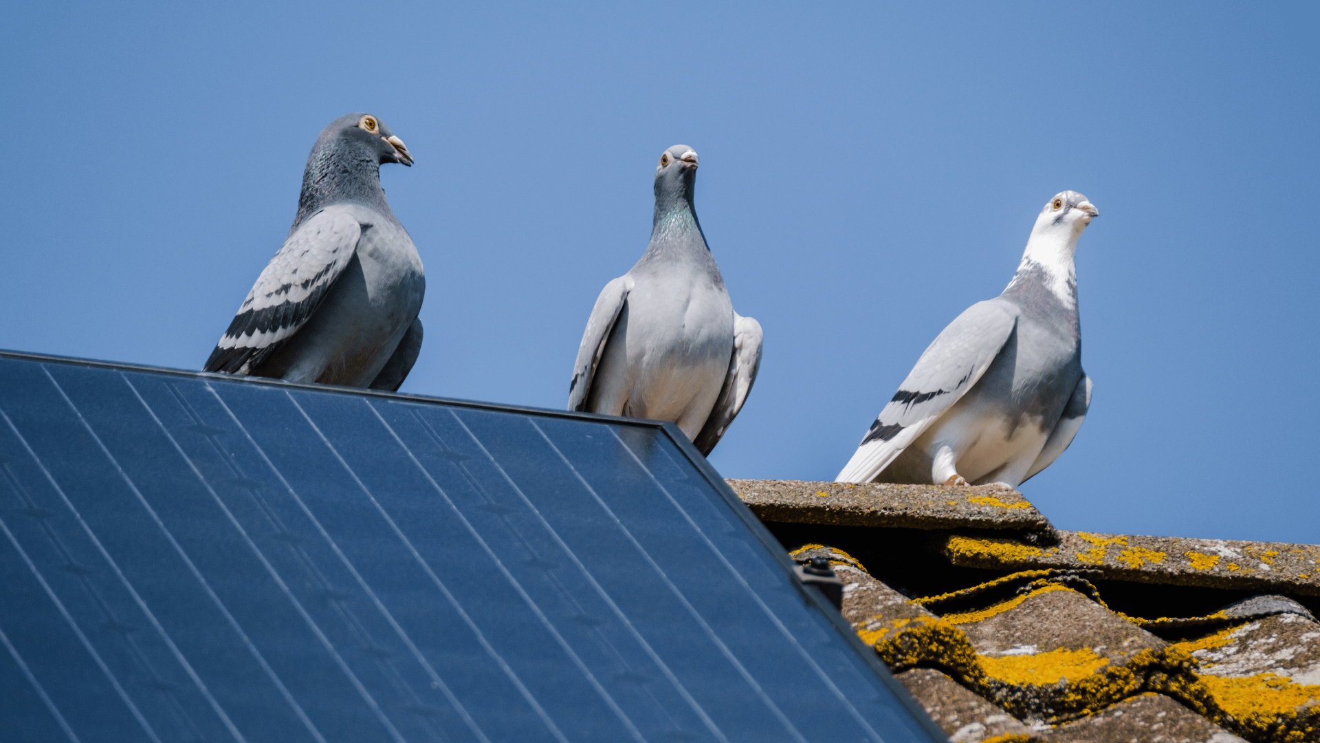 pigeons nesting on solar panels on home roof