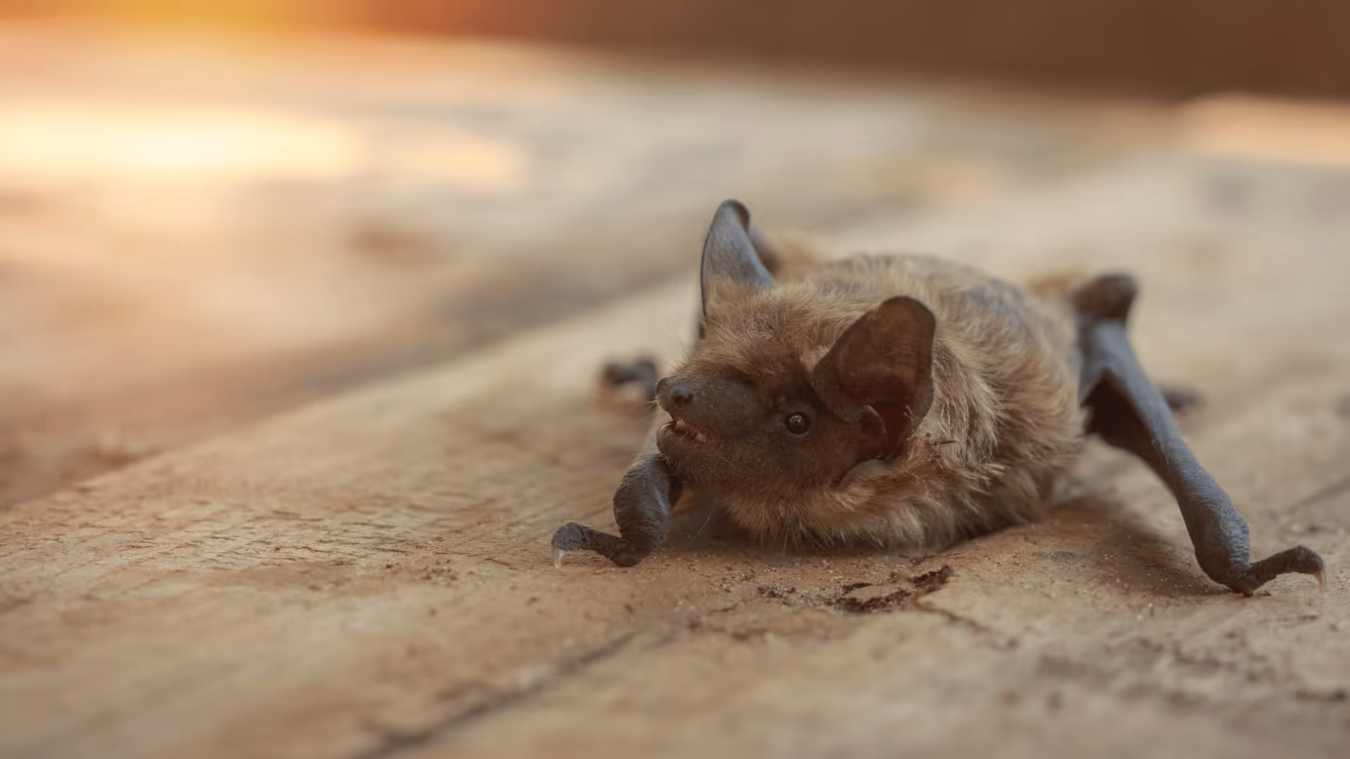 bat on utah home