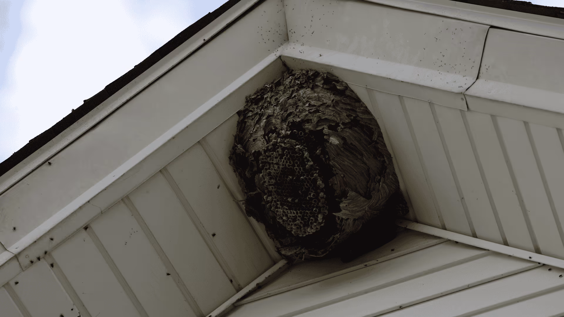 Paper wasp nest under a roof eave in Salt Lake City, Utah