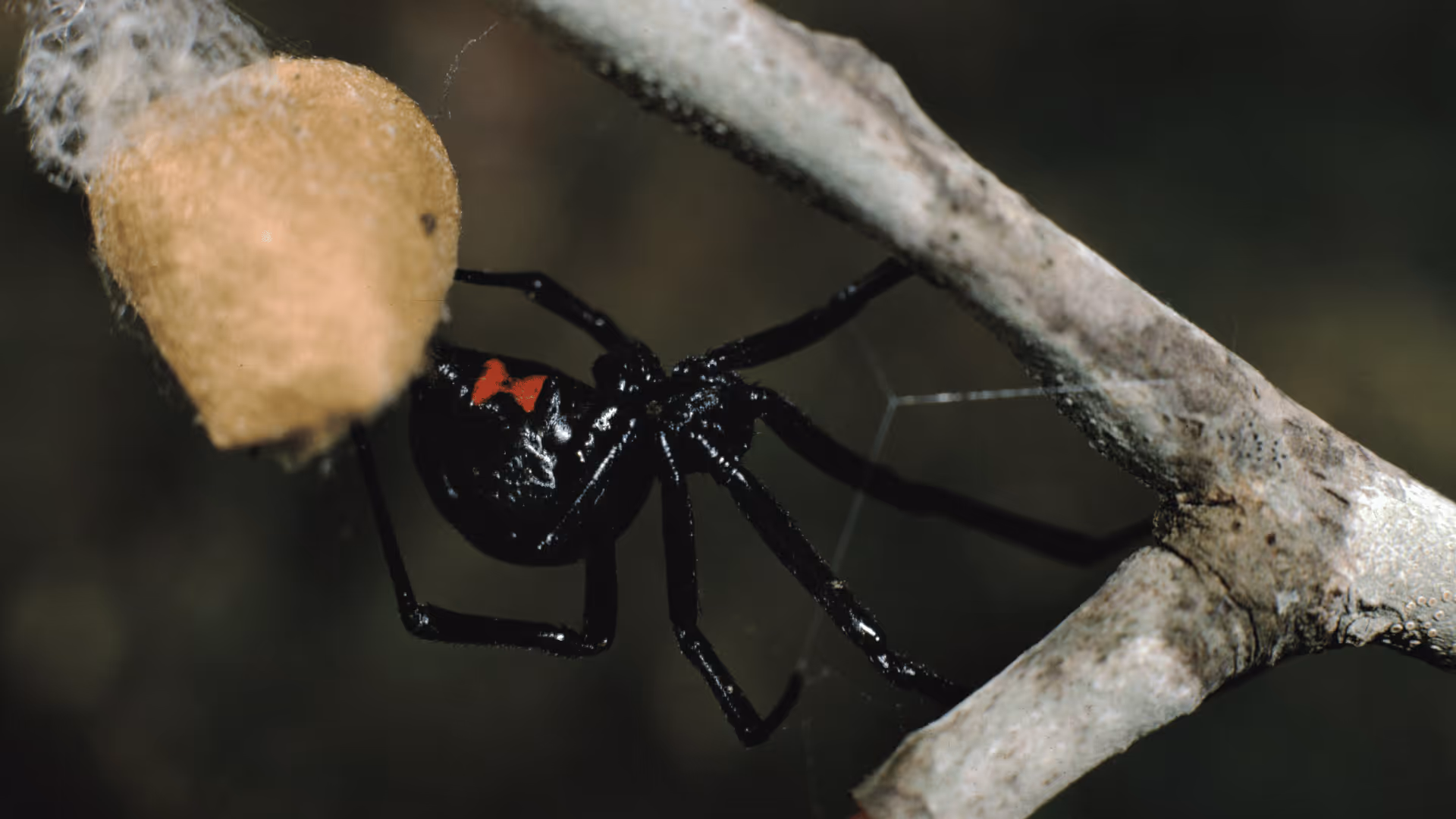 Black widow spider with red hourglass marking on web in Utah