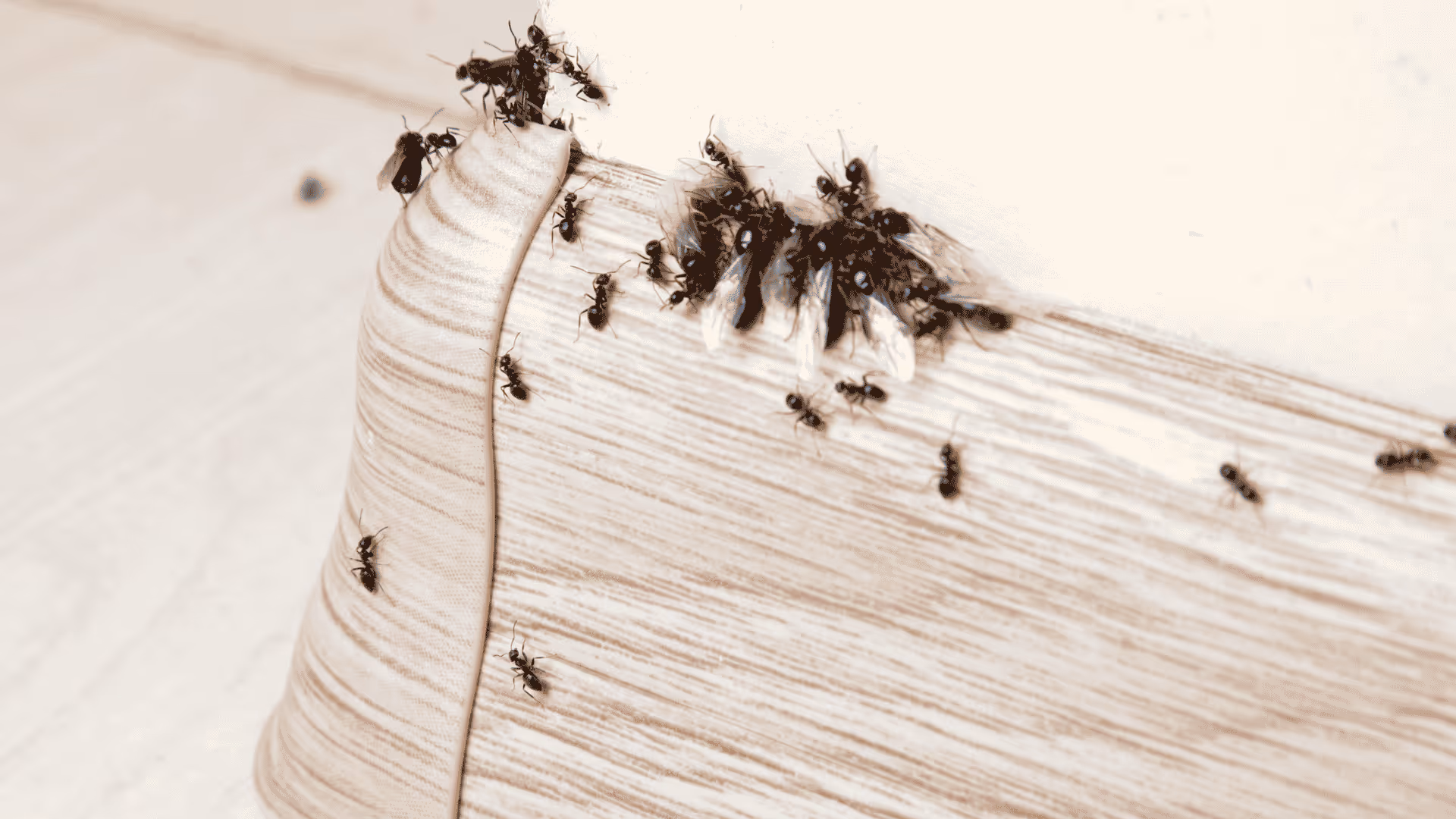 Ant trail along kitchen baseboard in Salt Lake City home