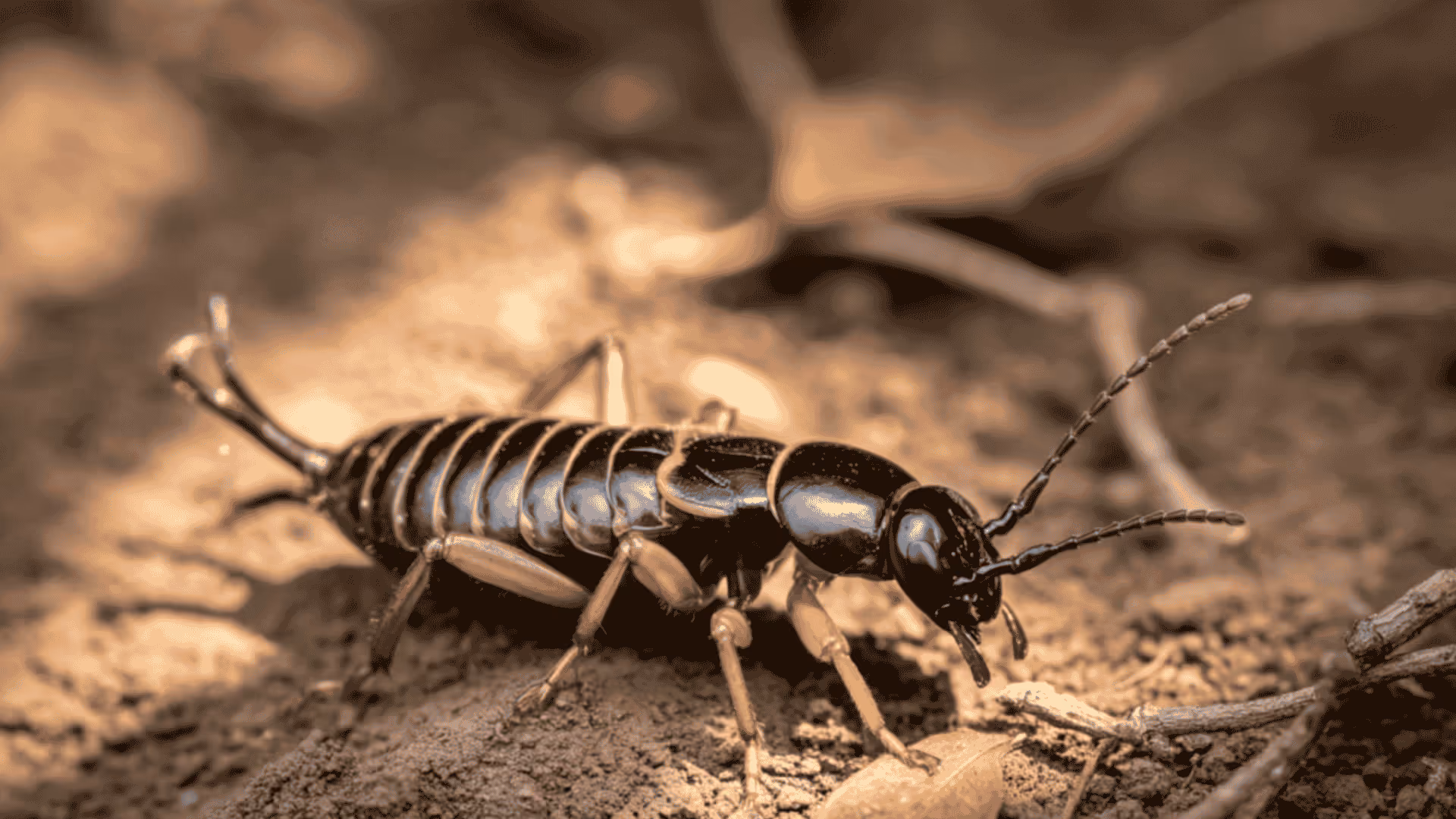 Earwig insect found under garden debris near Utah home foundation