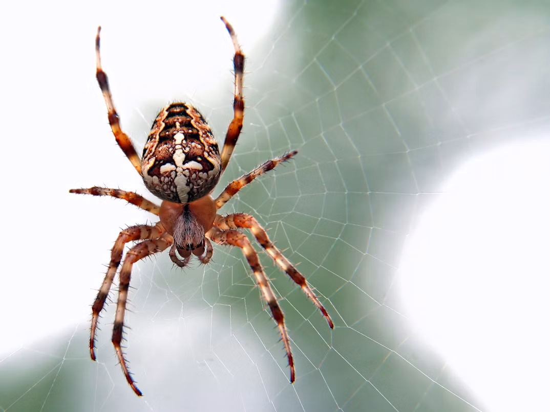 Close-up of a spider near a window frame in a Utah home during winter