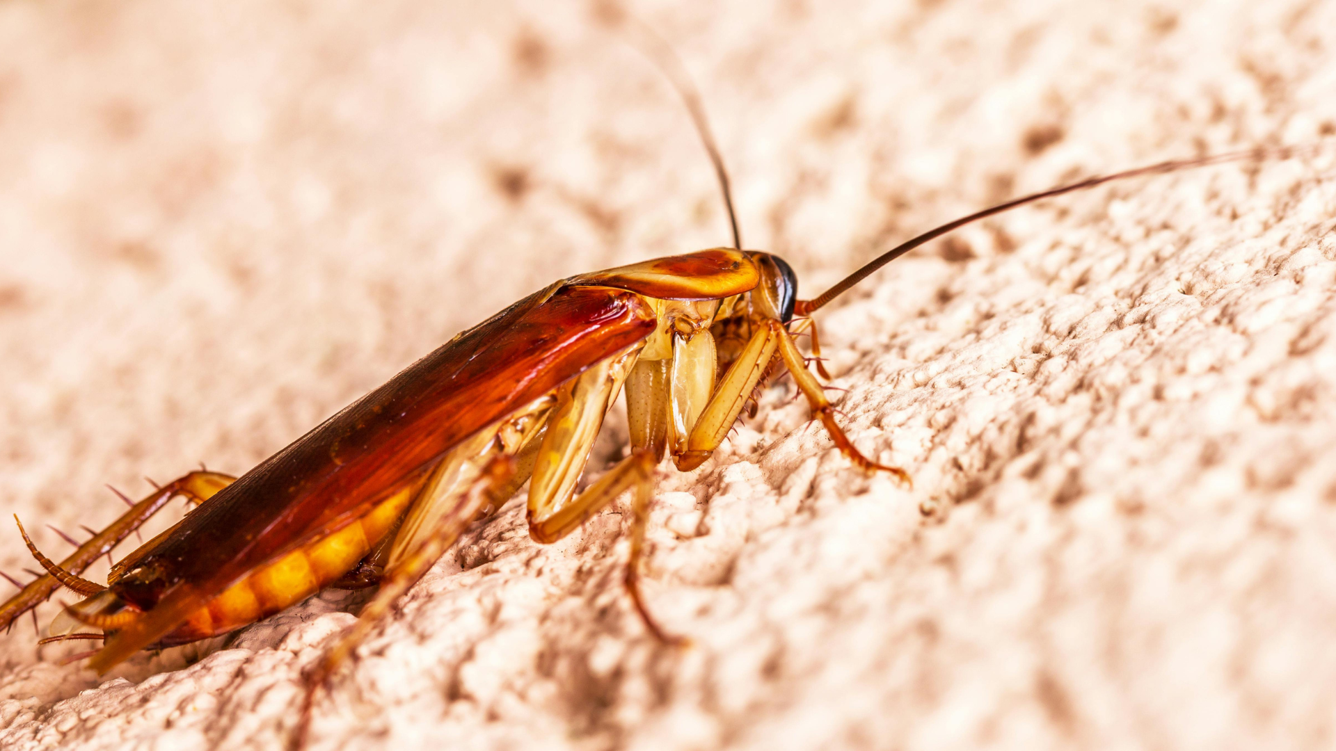 Close-up of an oriental cockroach on a damp basement floor in a Salt Lake City home