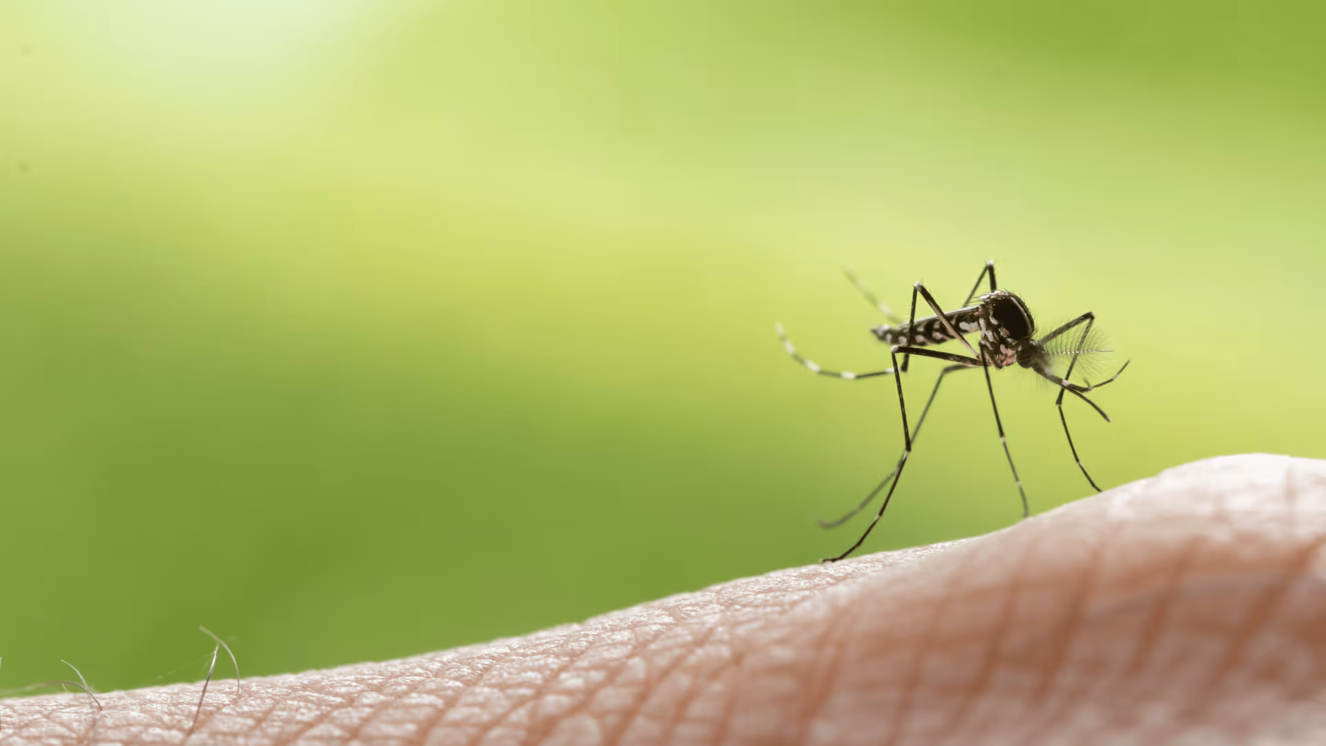 Close-up of a mosquito perched on human skin with a blurred green background.