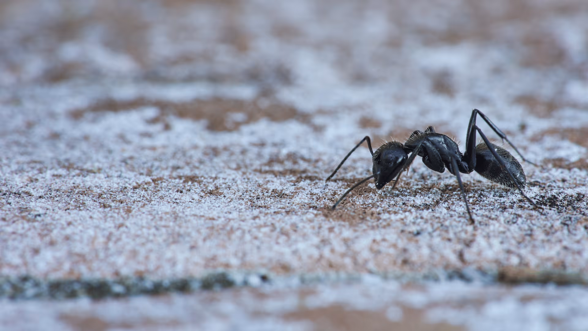 Close-up of a black ant walking on a textured, slightly frosted surface.