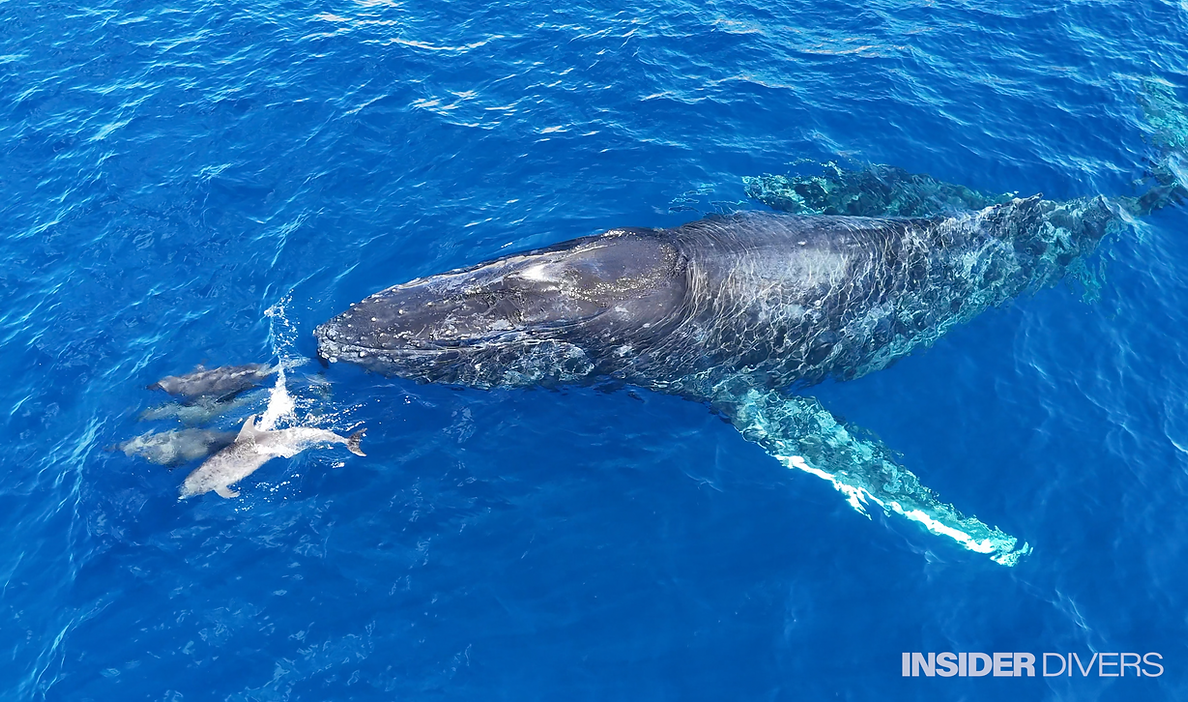 Mantas, sharks, dolphins and a surprice visit by humpback whales in Socorro Islands, Mexico