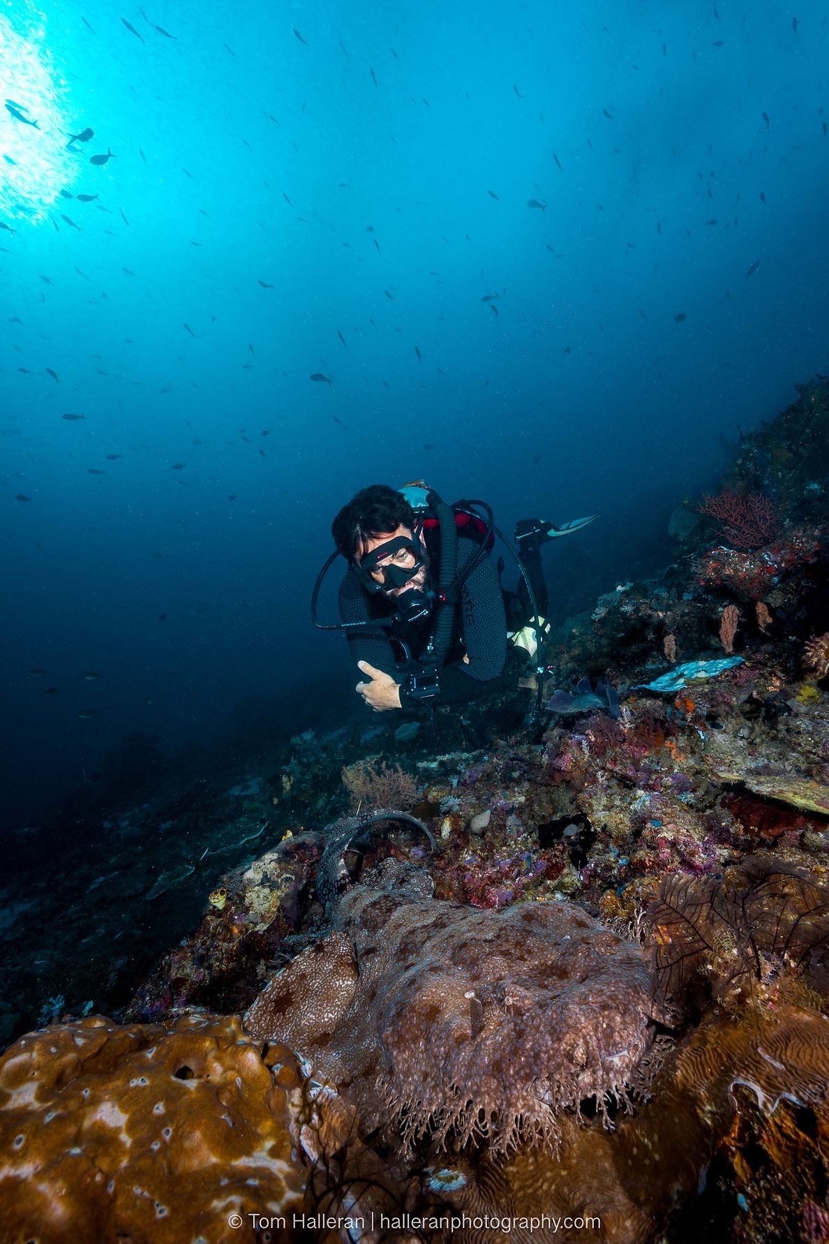 Insider Divers founder and trip leader, Simon Lorenz, keeping an eye on the wobbegong sharks
