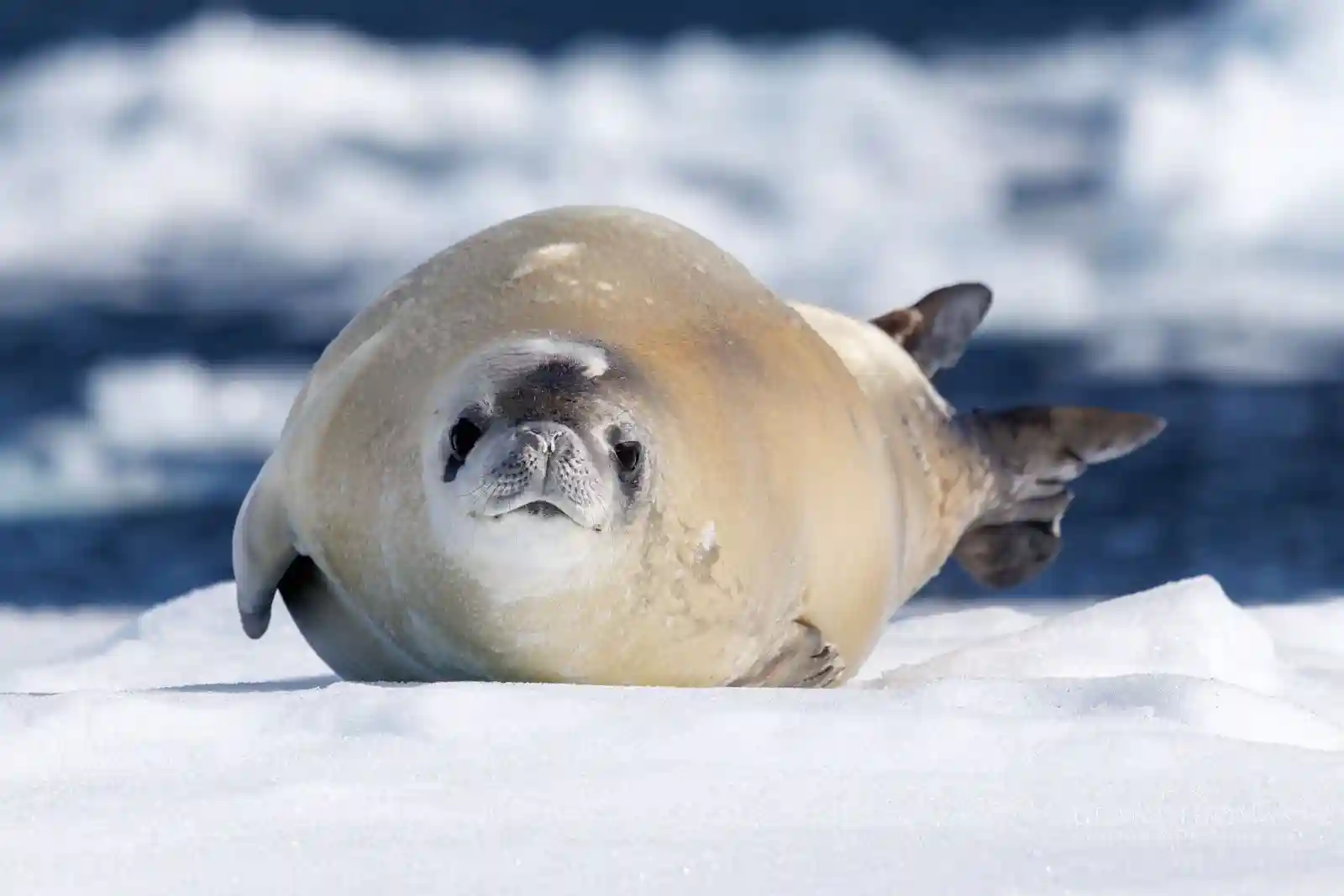 Weddel Seal - Antarctica