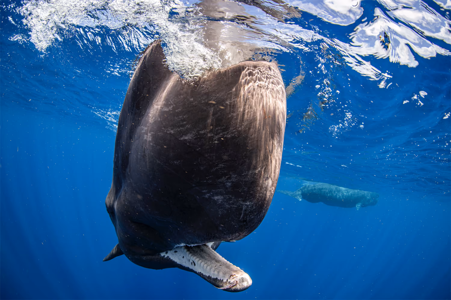 Sperm Whales - TIMOR