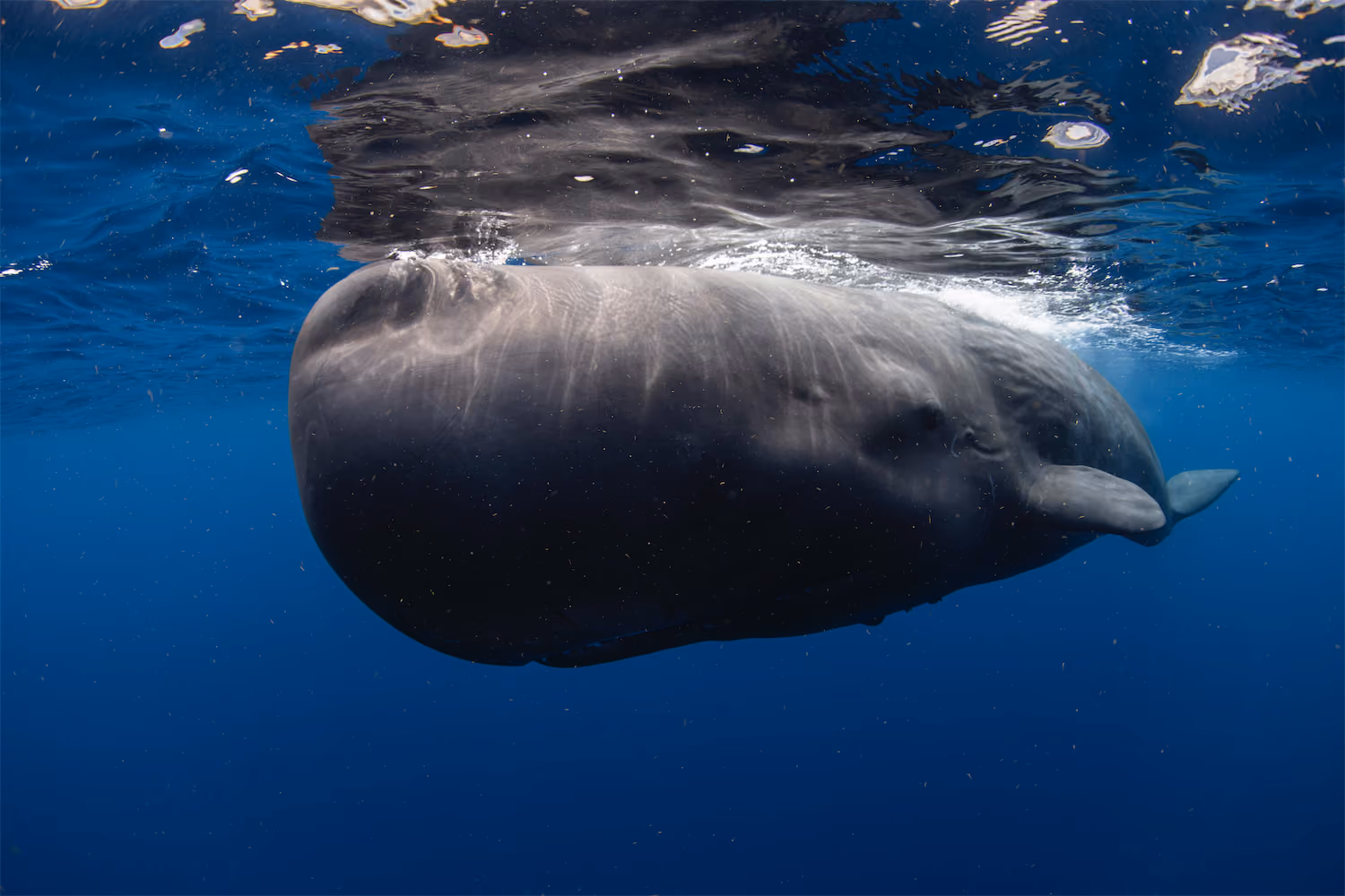 Sperm Whale Babies - Dominica