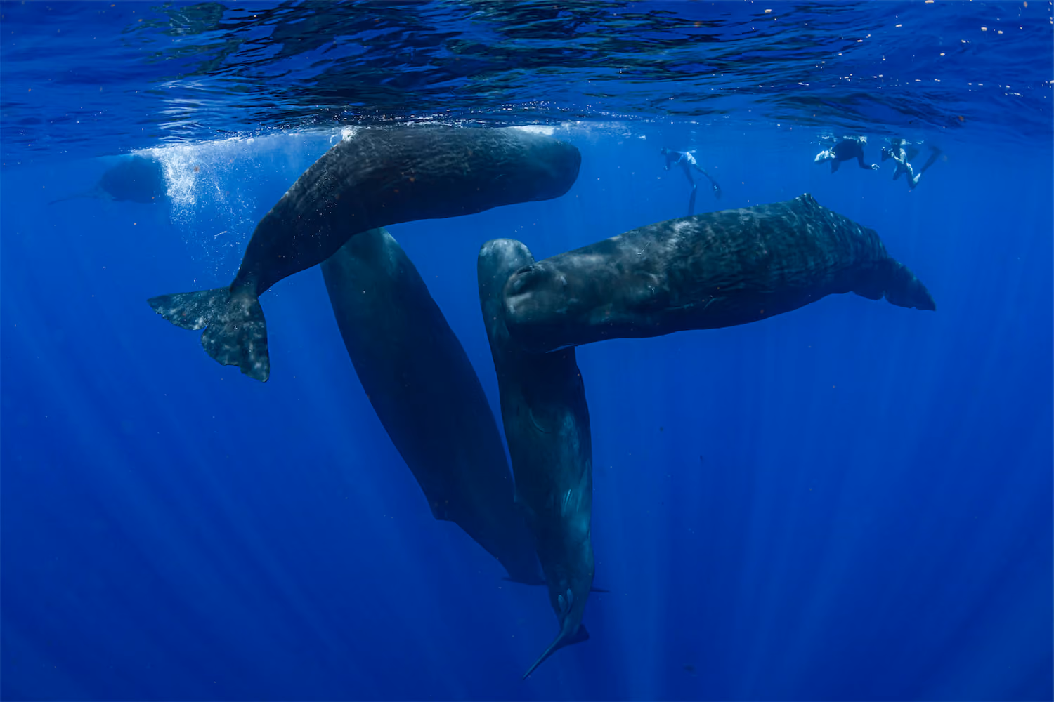 Sperm whale pods - Dominica