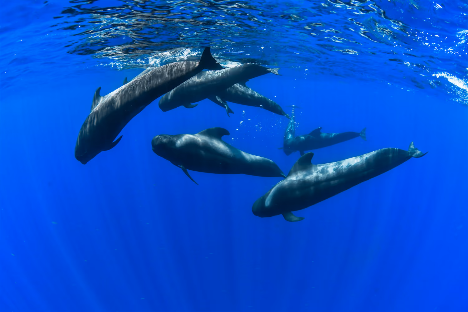 Marine Mammals - Timor