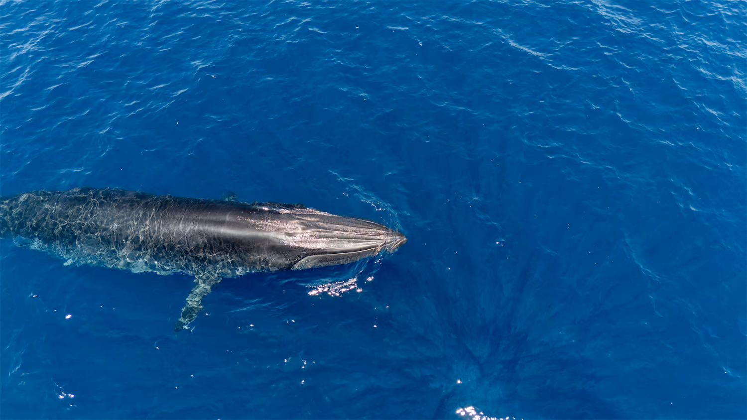 Whales - Baja