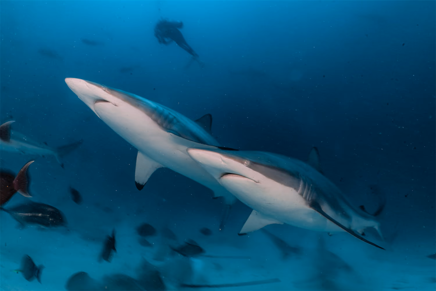 Reef Sharks - Maldives