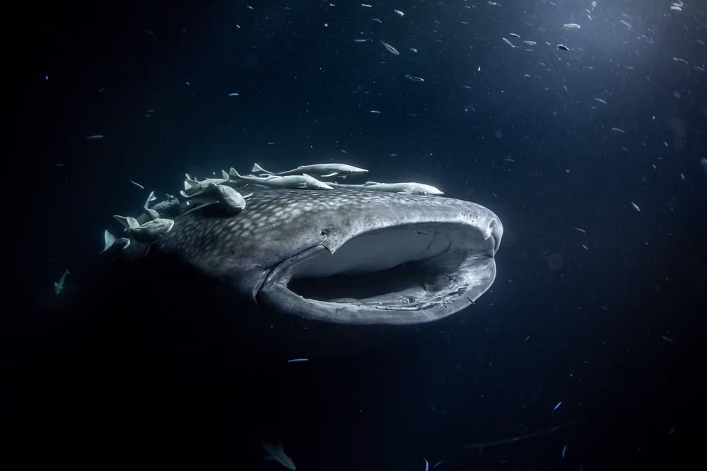 Whalesharks - Maldives